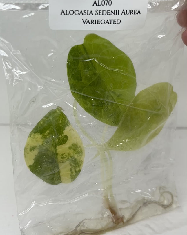 SALE 35% Alocasia Sedenii Aurea Variegated Tissue Culture (1 item/bag)(1-2 leaves)