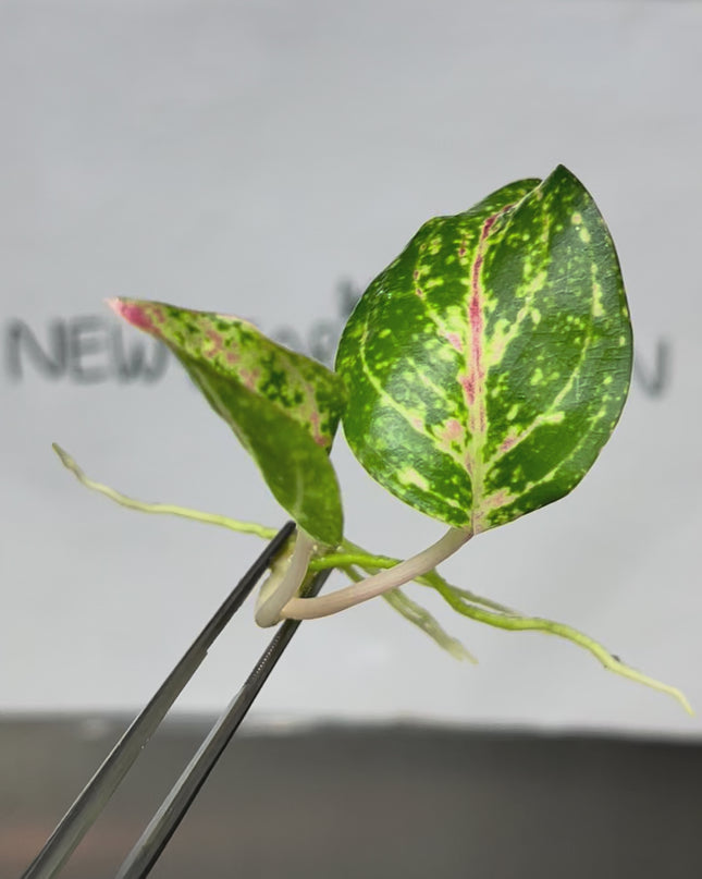 Aglaonema Taira Tissue Culture (1 item/bag)