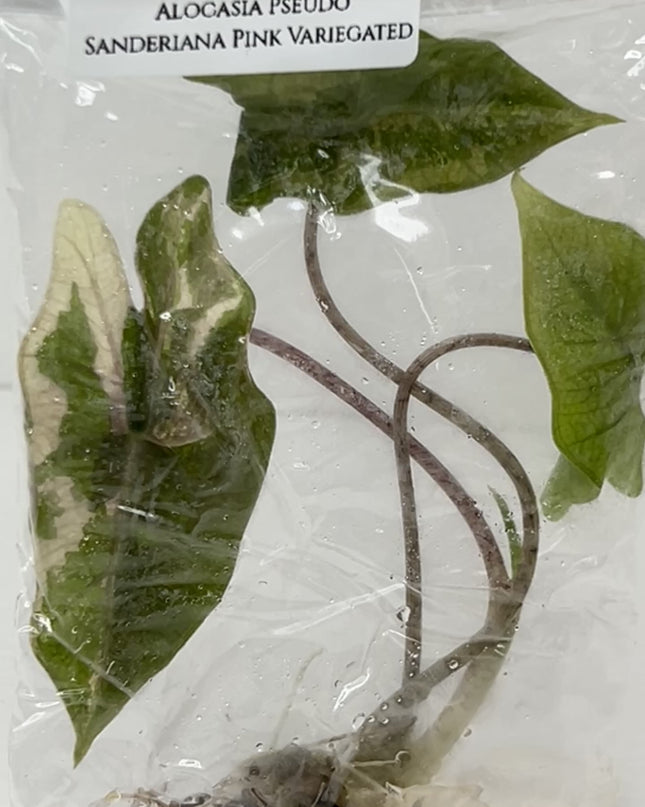 SALE 35% Alocasia Pseudo Sanderiana Pink Variegated Tissue Culture (1 item/bag)(1-2 leaves)