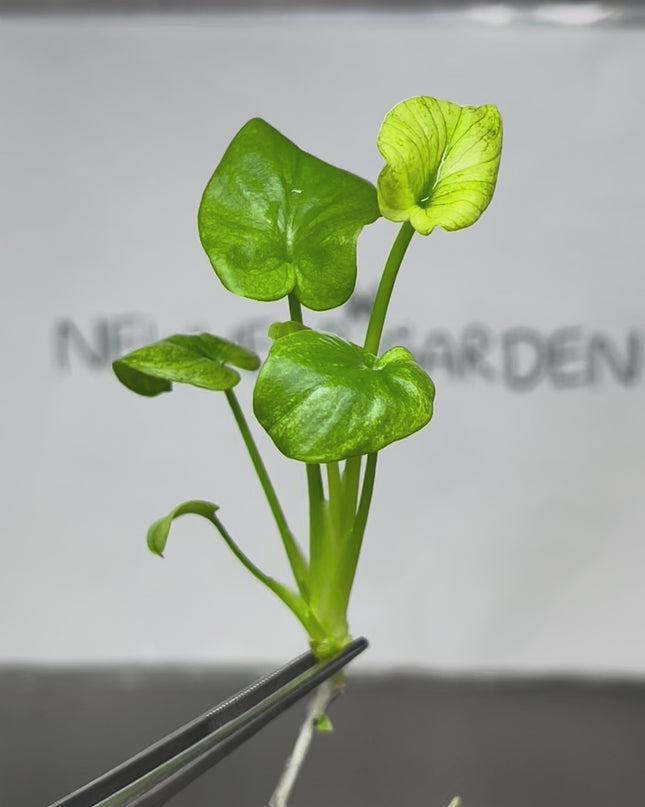 Philodendron Bipinnatifidum Mint Tissue Culture (1 plant/bag)