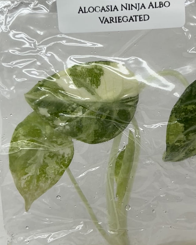 SALE 35% Alocasia Ninja Albo Variegated Tissue Culture (1 item/bag)(1-2 leaves)