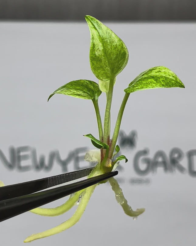 Anthurium 'Renaissance' Yellow Variegated Tissue Culture (1 item/bag)