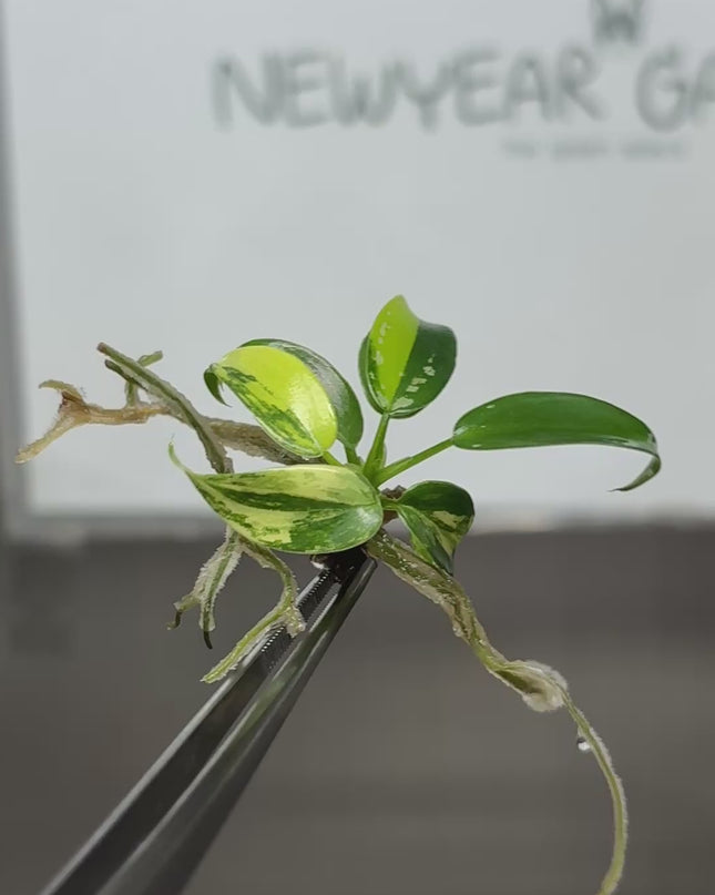 Philodendron Golden Dragon Variegated Tissue Culture (1 plant/bag)