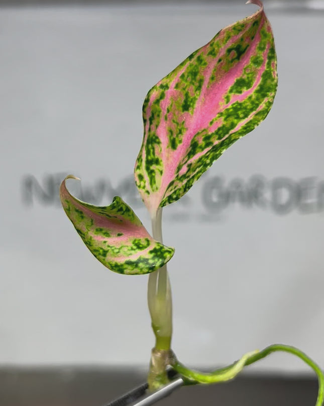 Aglaonema Paulina Tissue Culture (1 item/bag)