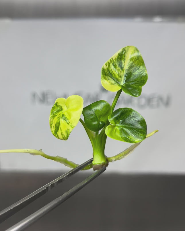 Philodendron Angela Aurea Variegated Tissue Culture (1 item/bag)