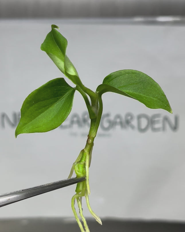 Aglaonema Pictum Tricolor Tissue Culture (1 item/bag)
