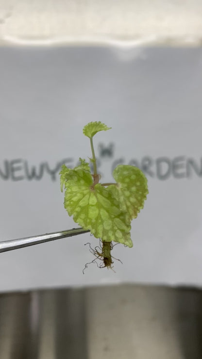 Begonia Chlorosticta Tissue Culture (5 items/bag)