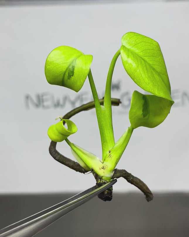 Mutation RARE Monstera Green Lava Deliciosa Variegated Tissue Culture (1 item/bag)