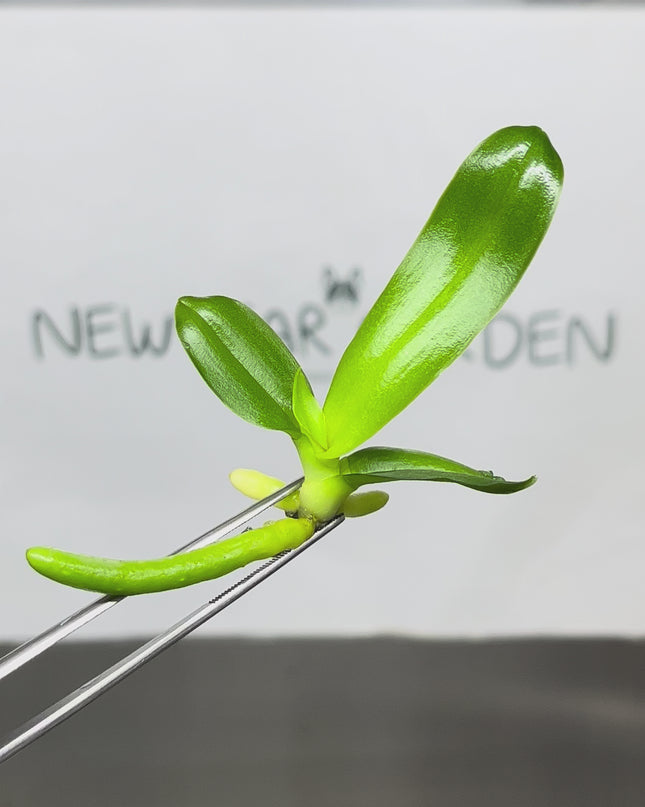 Phalaenopsis (U2-3) Tissue Culture (1 plant/bag)
