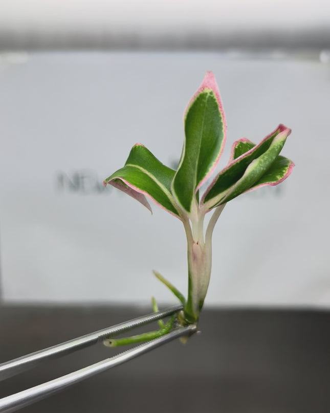 Aglaonema Aurora Orange Tissue Culture (1 plant/bag)