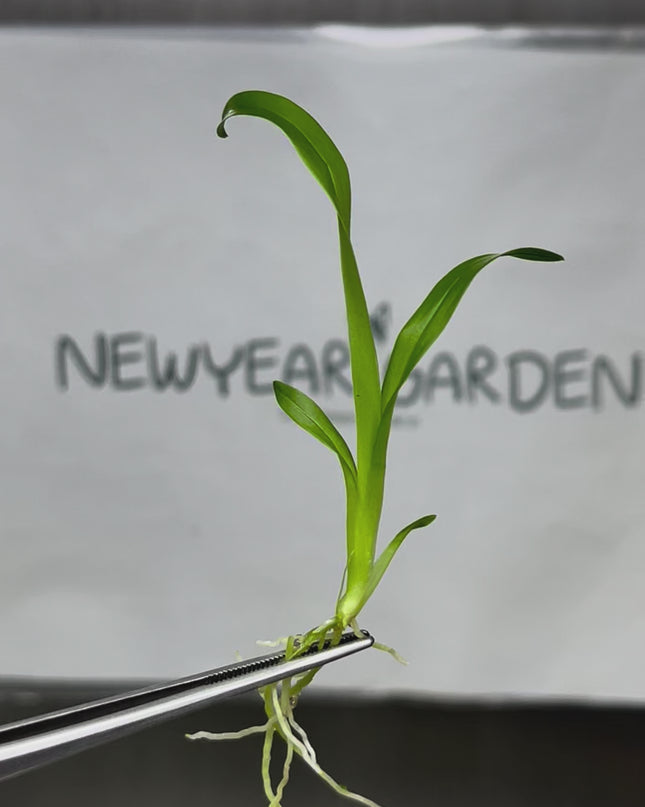 Onc. Twinkle White Yellow Lip Tissue Culture (5 plants/bag)