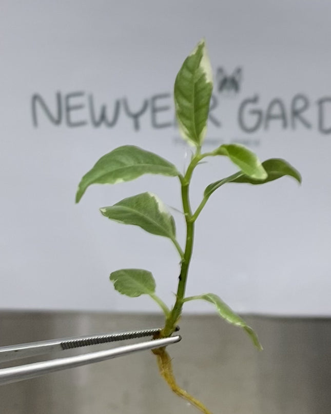 Indian Rubber Variegated (5 items/bag) Tissue Culture