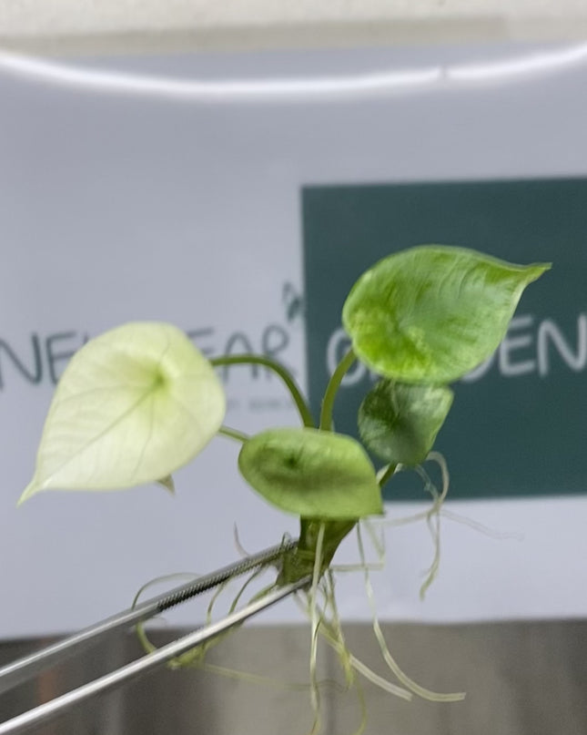 Alocasia Sinuata Albo Variegated Tissue Culture (1 item/bag) (1-2 leaves)