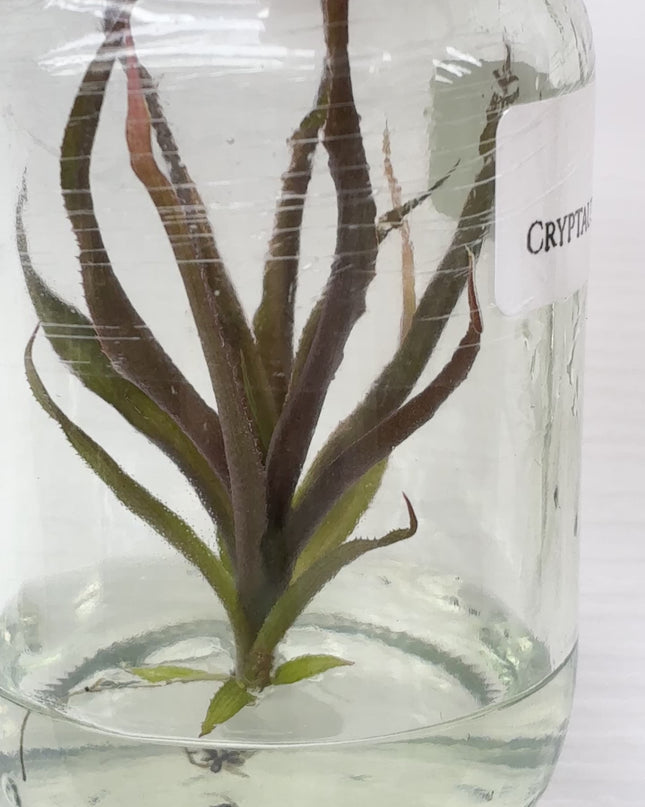 Cryptautus Bivittatus Red Tissue Culture (1 plant/bag)