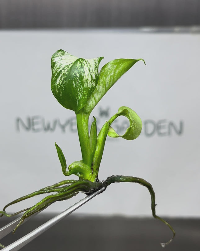 Monstera Devil Monster Variegated Tissue Culture (1 plant/bag)