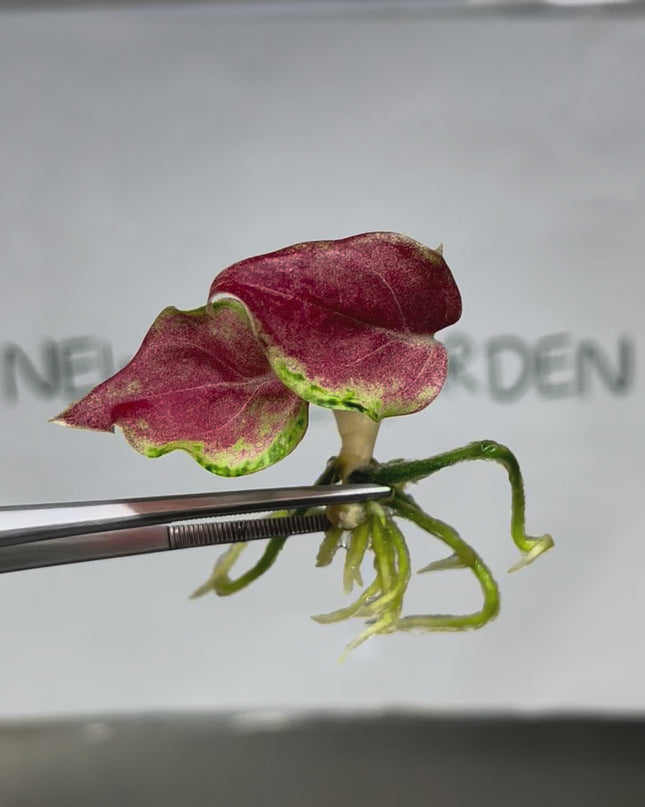 Aglaonema Phakaipet Tissue Culture (1 plant/bag)