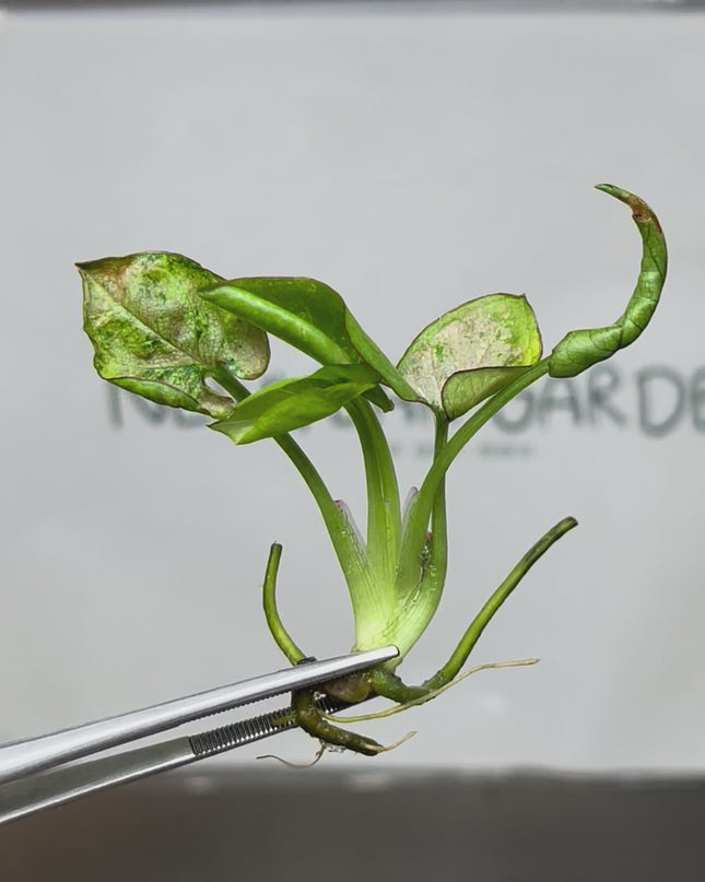 Syngonium Milk Confetti Tricolor Variegated Tissue Culture (1 plant/bag)
