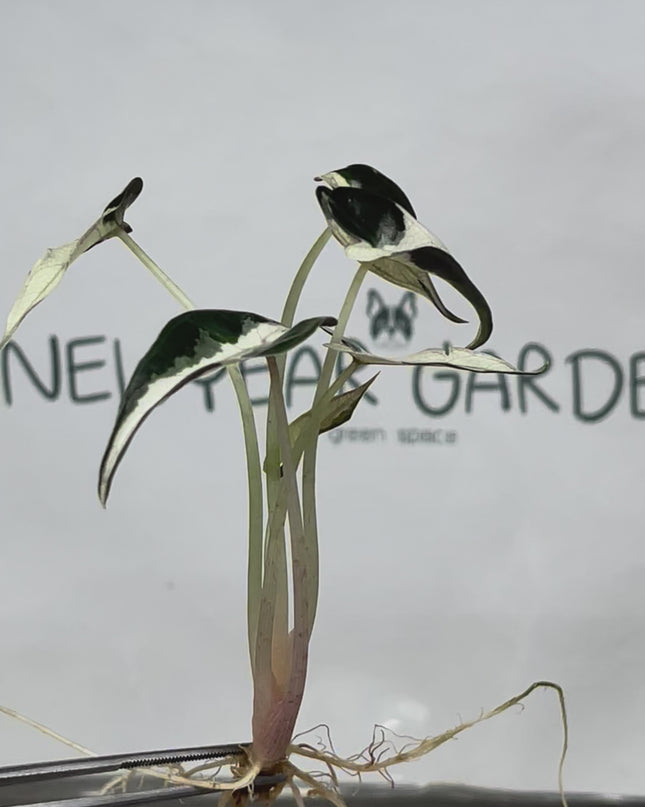 Alocasia Bambino White Variegated Tissue Culture (1 plant/bag)