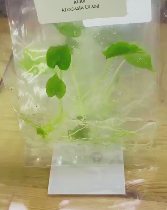 Alocasia Olani Tissue Culture (1 plant/bag)