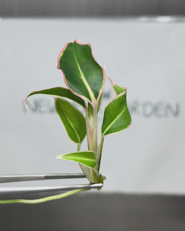 Aglaonema Aurora Orange Tissue Culture (5 items/bag)