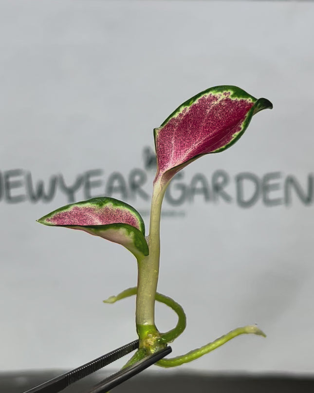 Aglaonema Suksom Jaipong (Red) Tissue Culture (1 item/bag)