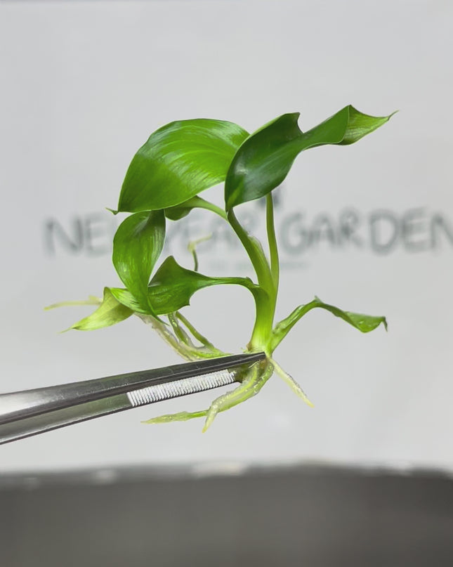 Homalomena Chan Chao Chom Tissue Culture (1 plant/bag)