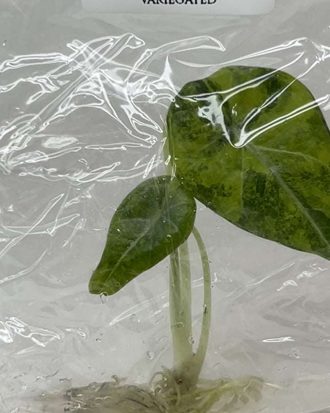SALE 35% Alocasia Maharani Aurea Variegated Tissue Culture (1 item/bag) (1-2 leaves)