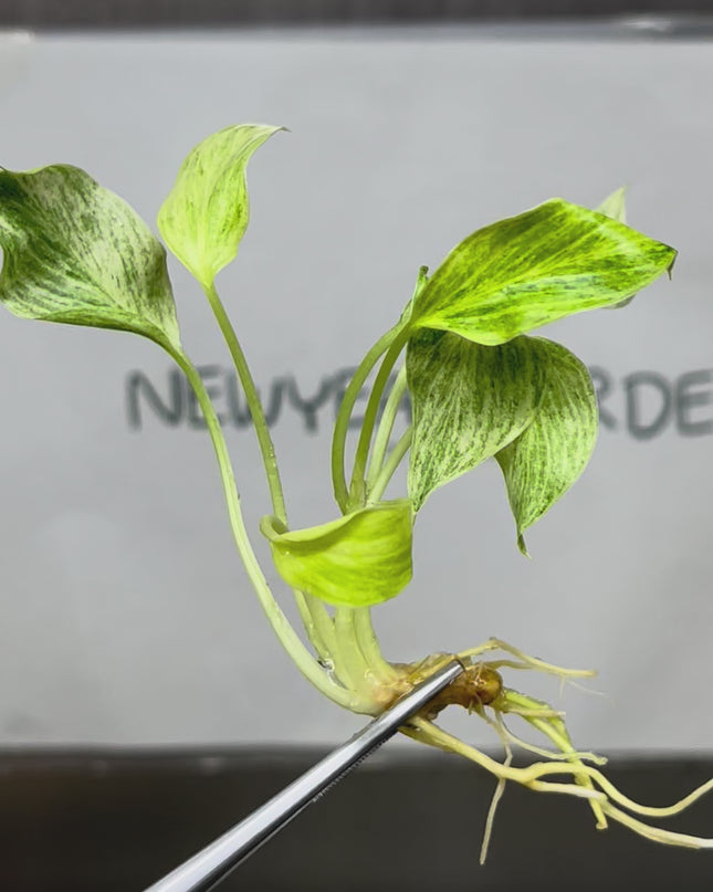 Homalomena Sulcata cream frost Variegated Tissue Culture (1 plant/bag)