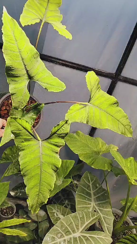 Alocasia Olani Tissue Culture (1 plant/bag)