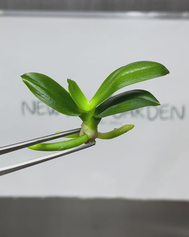 Phalaenopsis (U2-6) Tissue Culture (1 plant/bag)