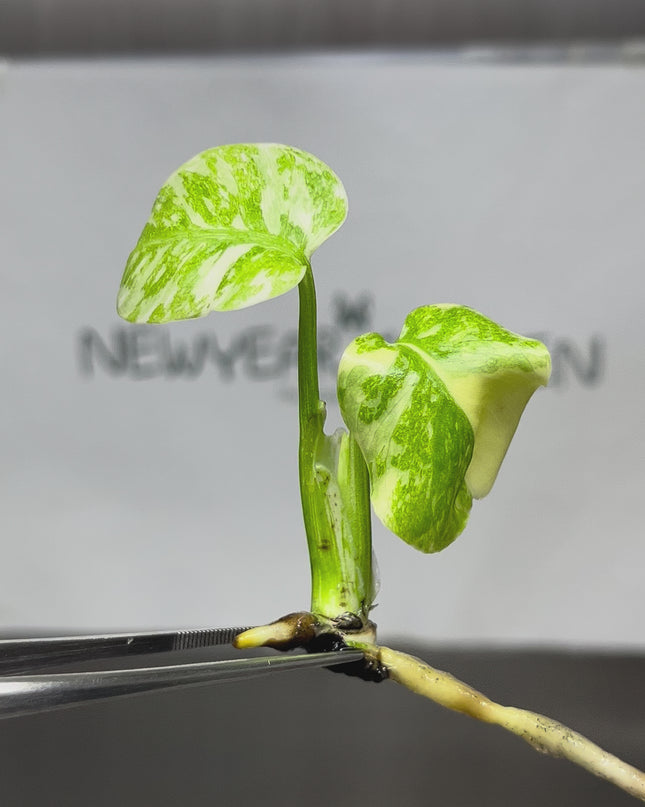 Monstera Legacy Variegated (Thai Con.) Tissue Culture (1 plant/bag)
