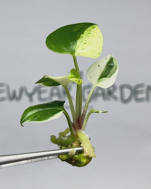 Anthurium 'Renaissance' White-Yellow Variegated Tissue Culture (1 item/bag)