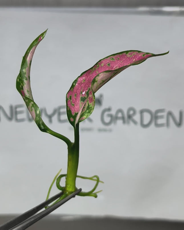 Aglaonema Pink Kumkoon Tissue Culture (1 item/bag)