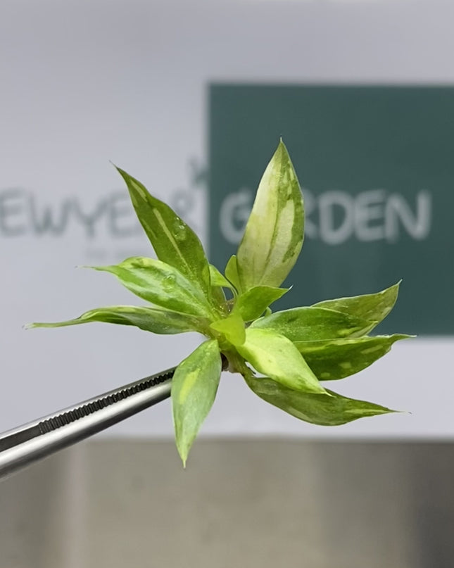 Philodendron Gloriosum Variegated Tissue Culture (1 plant/bag)
