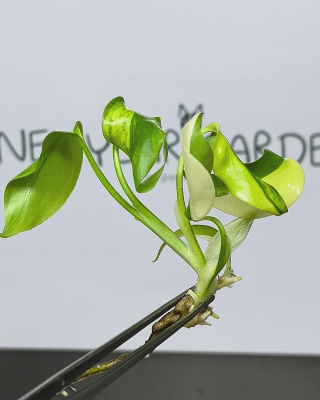 Wholesale Monstera Aurea Variegated Tissue Culture (10 Bags)