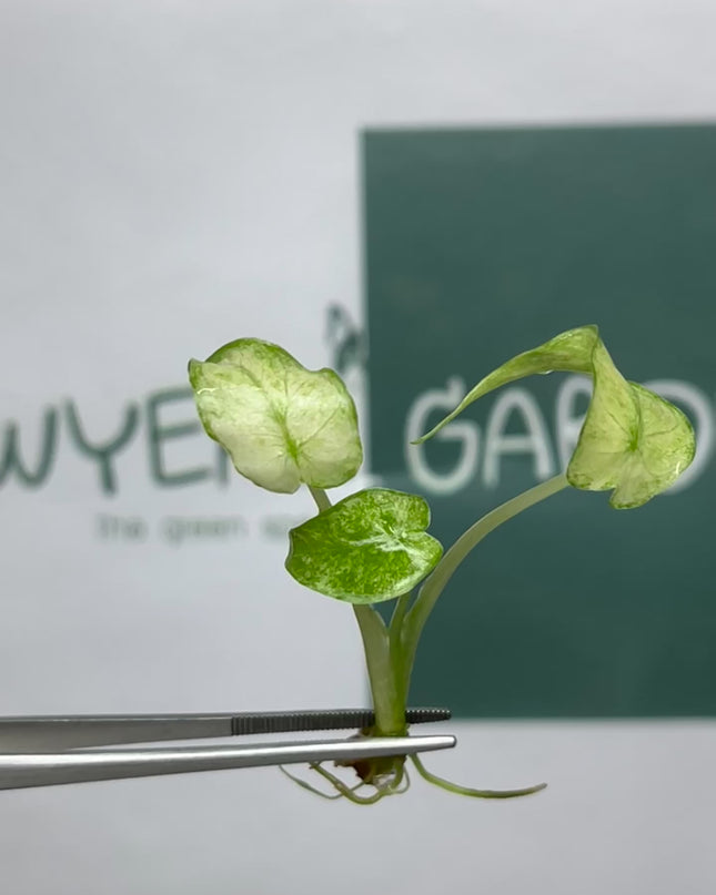 Alocasia Gageana Mint Tissue Culture (1 plant/bag) (1-2 leaves)