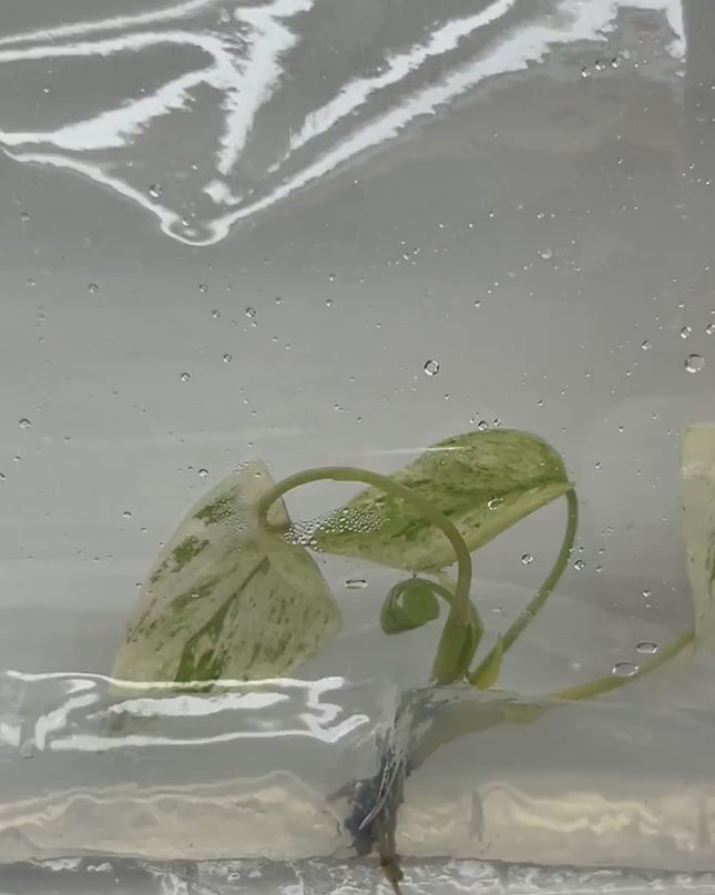 Homalomena Stardust Variegated Tissue Culture (1 item/bag)