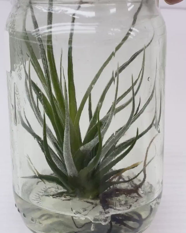 Tilanzia Tissue Culture (1 plant/bag)